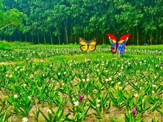 Suan Phetra: A Pastoral Retreat Among Flowers and Greenery