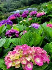🌸 Chasing Blooms in June: Into the Hydrangea Fields
