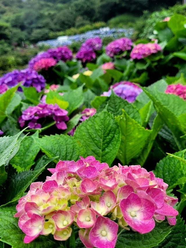 🌸 Chasing Blooms in June: Into the Hydrangea Fields