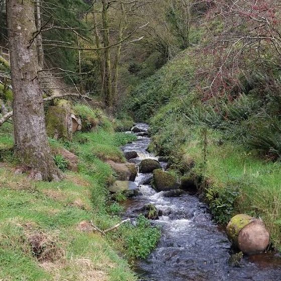 Ballard Waterfall Forest Recreational Area – Hidden Cascades & Woodland Loops of North Cork