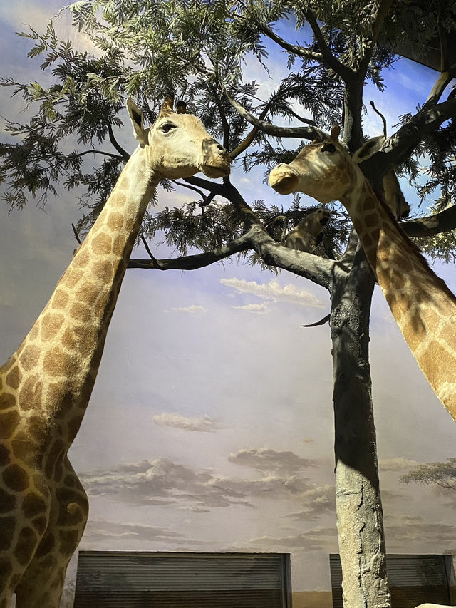 Shanghai Natural History Museum 🦖🦕🐘🦌🦒🦏🦥