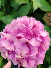 Late Summer Blooms in Giethoorn