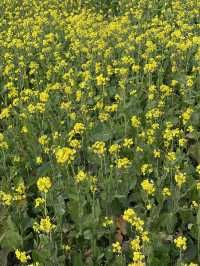 제주 동부 유채꽃밭 포토스팟 체험기 🌼
