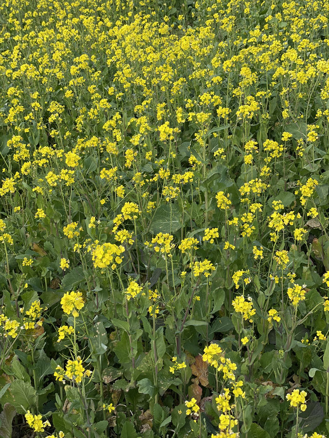 제주 동부 유채꽃밭 포토스팟 체험기 🌼