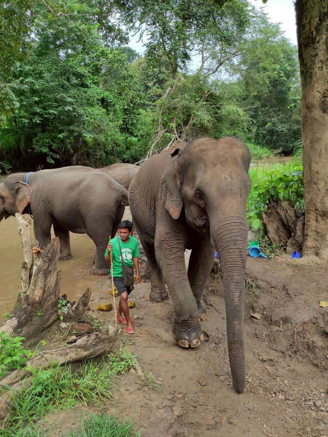 ปางช้างจันดี (Chandeelay Elephant Camp) 🐘🌳 ปางช้างจันดี (Chandeelay Elephant Camp) 🐘🌳