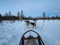 🇸🇪 스웨덴 키루나 허스키 썰매 투어 가이드 🐺❄️