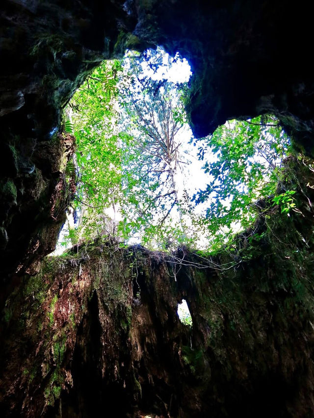 Exploring Yakushima – Where Ancient Forests Whisper Peace 🌿 