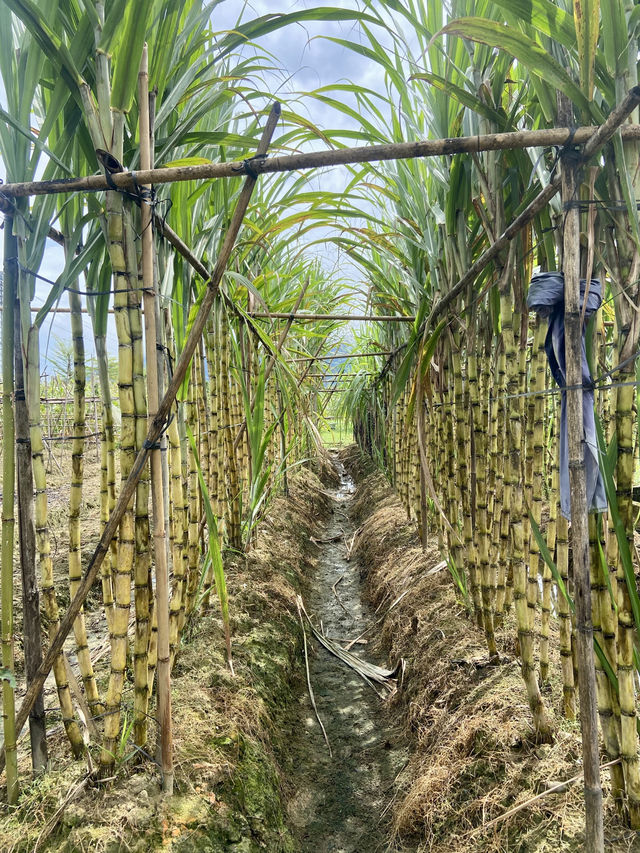 陰晴樹影下的野外漫步體驗🌴三坑鎮的水鄉風情和傳統墟市🌟 陰晴樹影下的野外漫步體驗🌴三坑鎮的水鄉風情和傳統墟市🌟