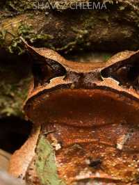1StopBorneo Wildlife - Malaysia 