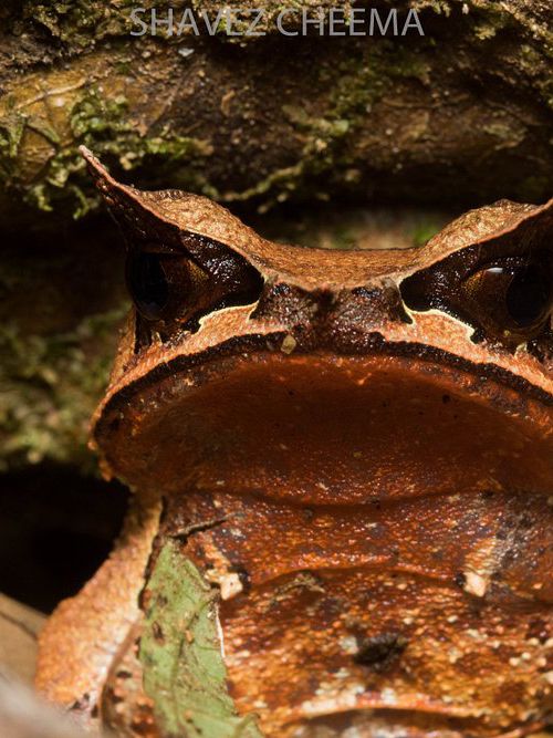 1StopBorneo Wildlife - Malaysia 