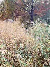 🍁 Fragrant Hills: Beijing's Autumn Fireworks Display! 🎇