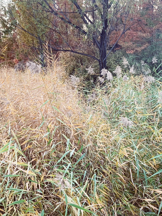 🍁 Fragrant Hills: Beijing's Autumn Fireworks Display! 🎇 🍁 Fragrant Hills: Beijing's Autumn Fireworks Display! 🎇