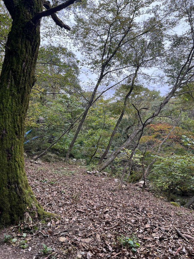 용문사 대웅전과 사천왕상