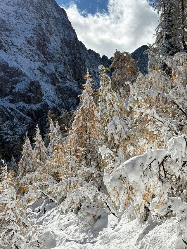 European larch European larch