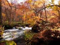 青森小眾秘境！奧入瀨溪流14公裡絕美徒步攻略🚶‍♀