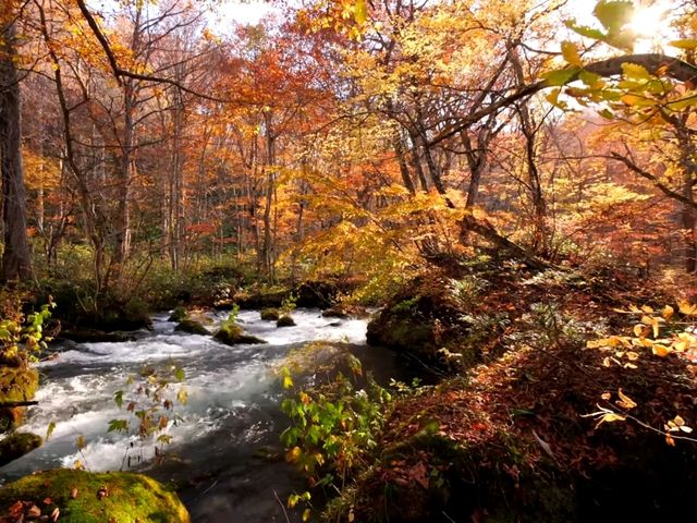 青森小眾秘境！奧入瀨溪流14公裡絕美徒步攻略🚶‍♀