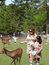 เลี้ยงกวางที่ 🦌 สวนสาธารณะนารา