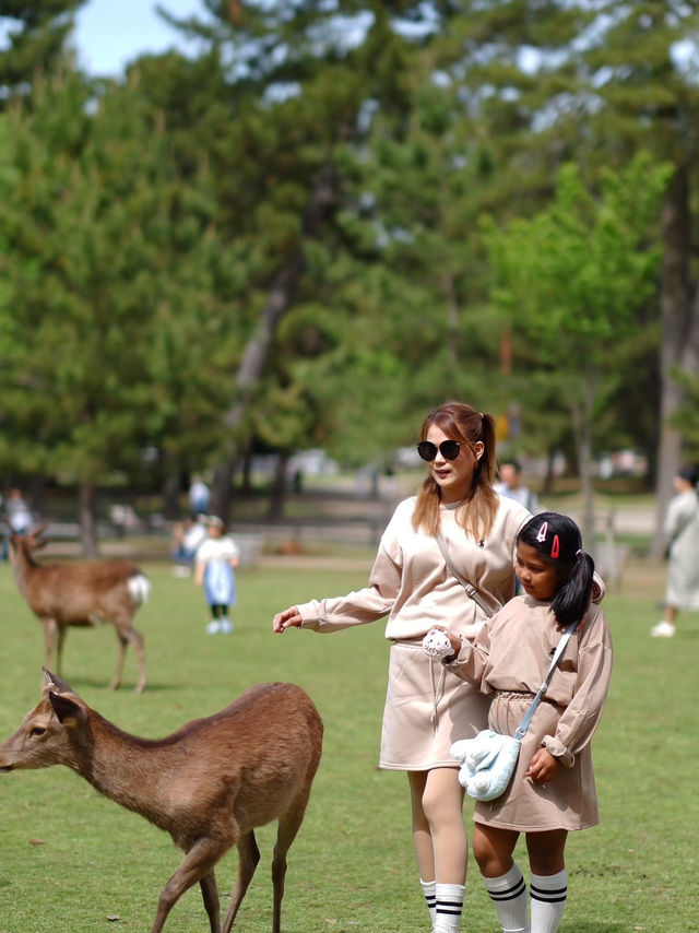 เลี้ยงกวางที่ 🦌 สวนสาธารณะนารา