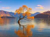 📍Golden Autumn at Lake Wanaka 🍂💙
