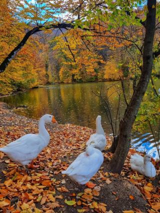 Fall Outdoors Dream🌤️