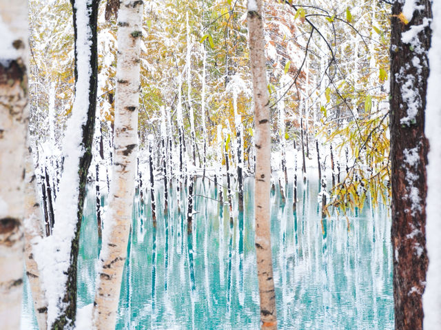 ❄️🍁비에이 폭설과 함께한 가을 비에이 투어