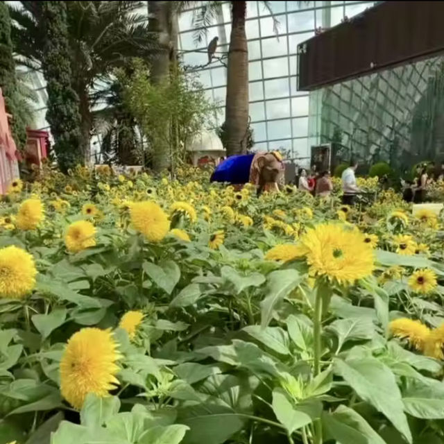 Blooming Beauty in the Flower Dome 🌸