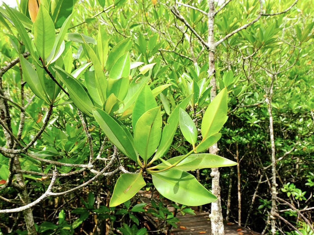 ทุ่งโปรงทอง ระยอง ทุ่งโปรงทอง ระยอง