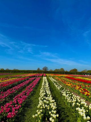 Tulleys Tulip Garden