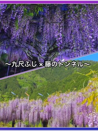 【兵庫】　白毫寺　白井大町藤公園　絶景の藤