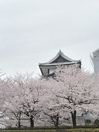 金澤城公園櫻花賞必備  