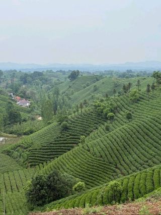 🌾 Xinyang | A Journey Back to Our Roots