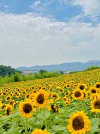 무려 40만송이! 끝없이 펼쳐진 해바라기밭🌻🌻
