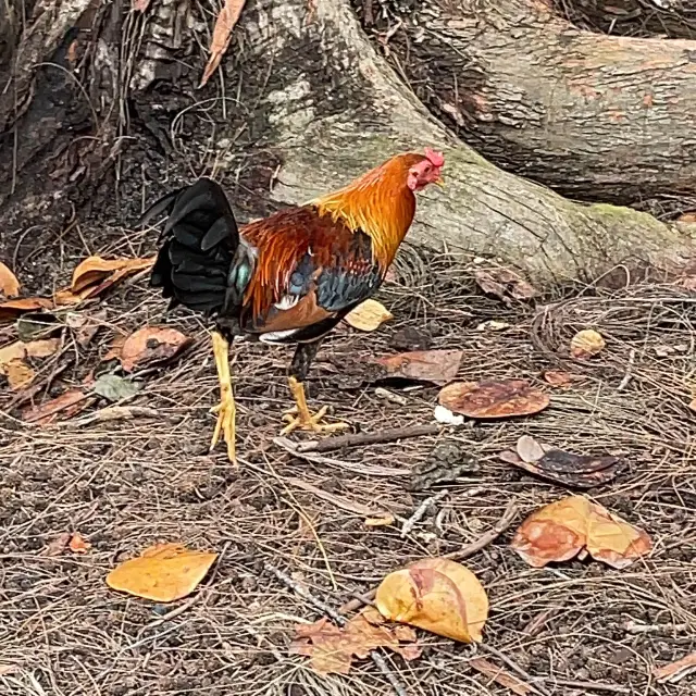 Chicken, flower and fireworks.