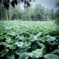 Baoding Lotus Flower Ponds are an oasis 