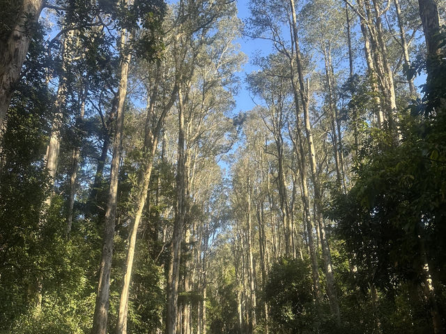 🌳【荃灣城門水塘白千層大道】香港森林系打卡熱點！影相超出片 ✨