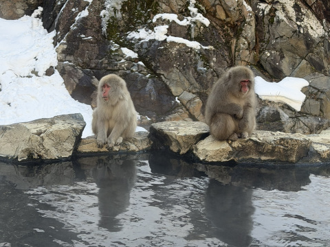 日本で雪猿を見るには？🐒♨️ 長野ガイド | Trip.com 山ノ内町
