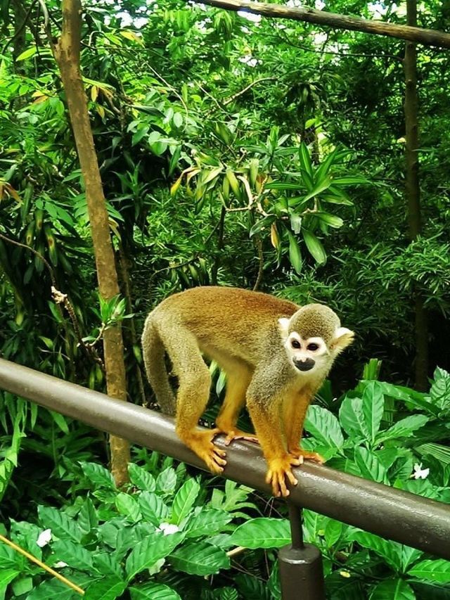 Wander in the River Wonders Singapore 