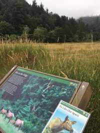 Exploring the Enchanting Redwood Forest