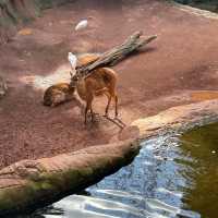 Bioparc Fuengirola 🦒