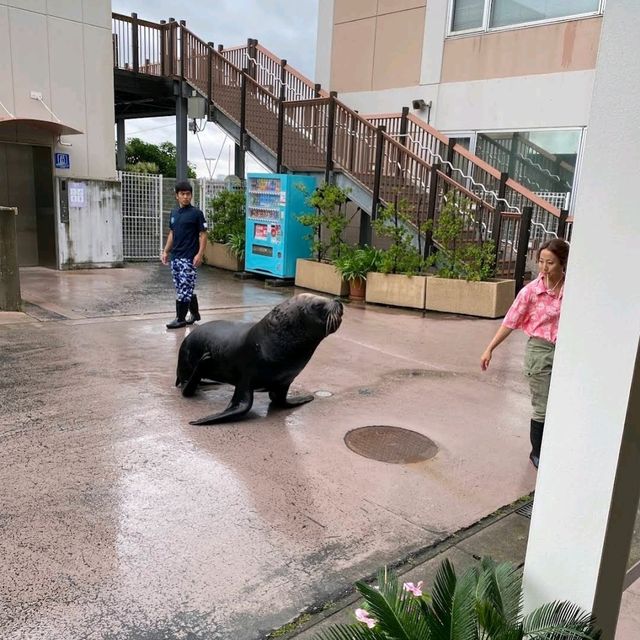 🐋横濱八景島海島樂園🦭島上的水族館和機動遊戲
