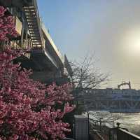 Mt Fuji covered with Sakura