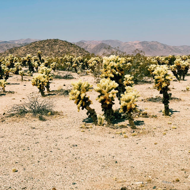 🌵 Top Must-See Landmarks in Joshua Tree National Park 🌅