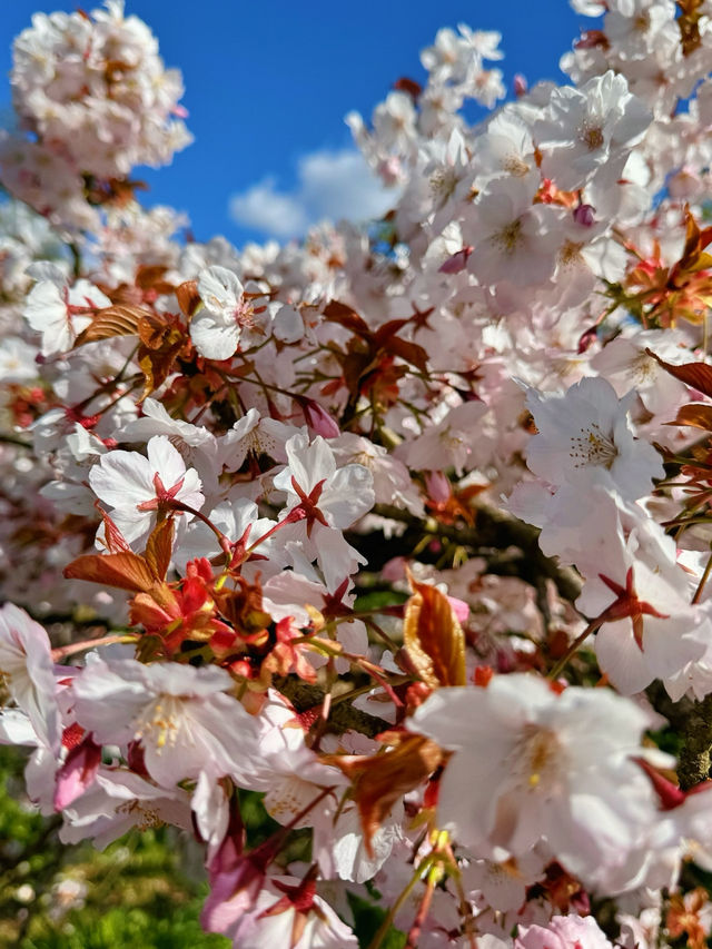 🌸 Cherry Blossom Season at Kew Gardens — A Spring Favourite in London 🌸
