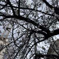 Yerevan 5 Days Travel Guide 