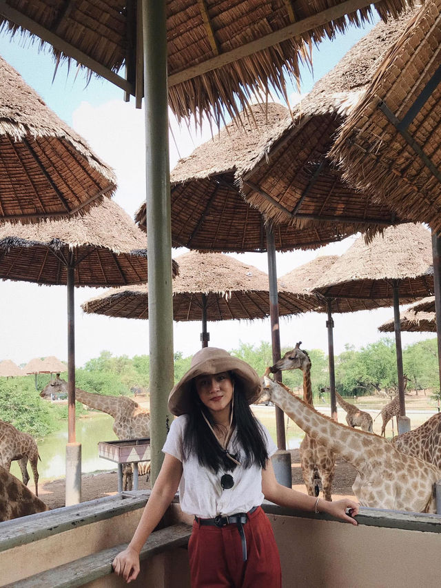 ยีราฟยื่นคอมาเซลฟี่! ซาฟารีเวิลด์มันส์เกินคาด!🦒