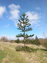 The National Botanic gardens of Wales