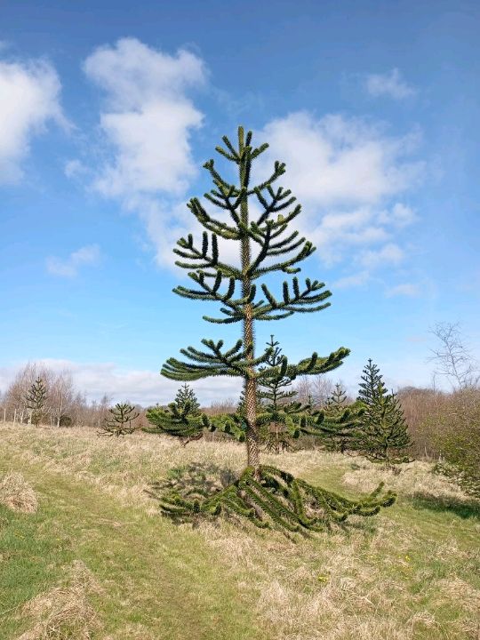 The National Botanic gardens of Wales
