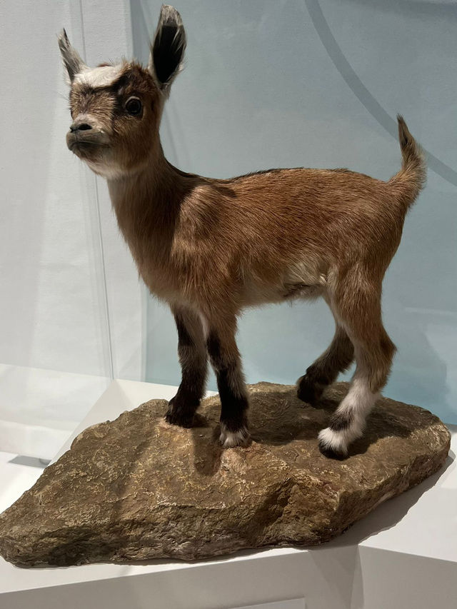 Step Into Wonder — Naturkundemuseum Karlsruhe, Deutschland 🇩🇪  