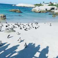#Boulders Penguin Beach#Simon town #Capetown