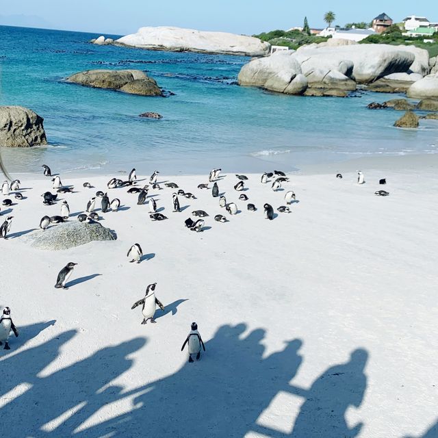 #Boulders Penguin Beach#Simon town #Capetown